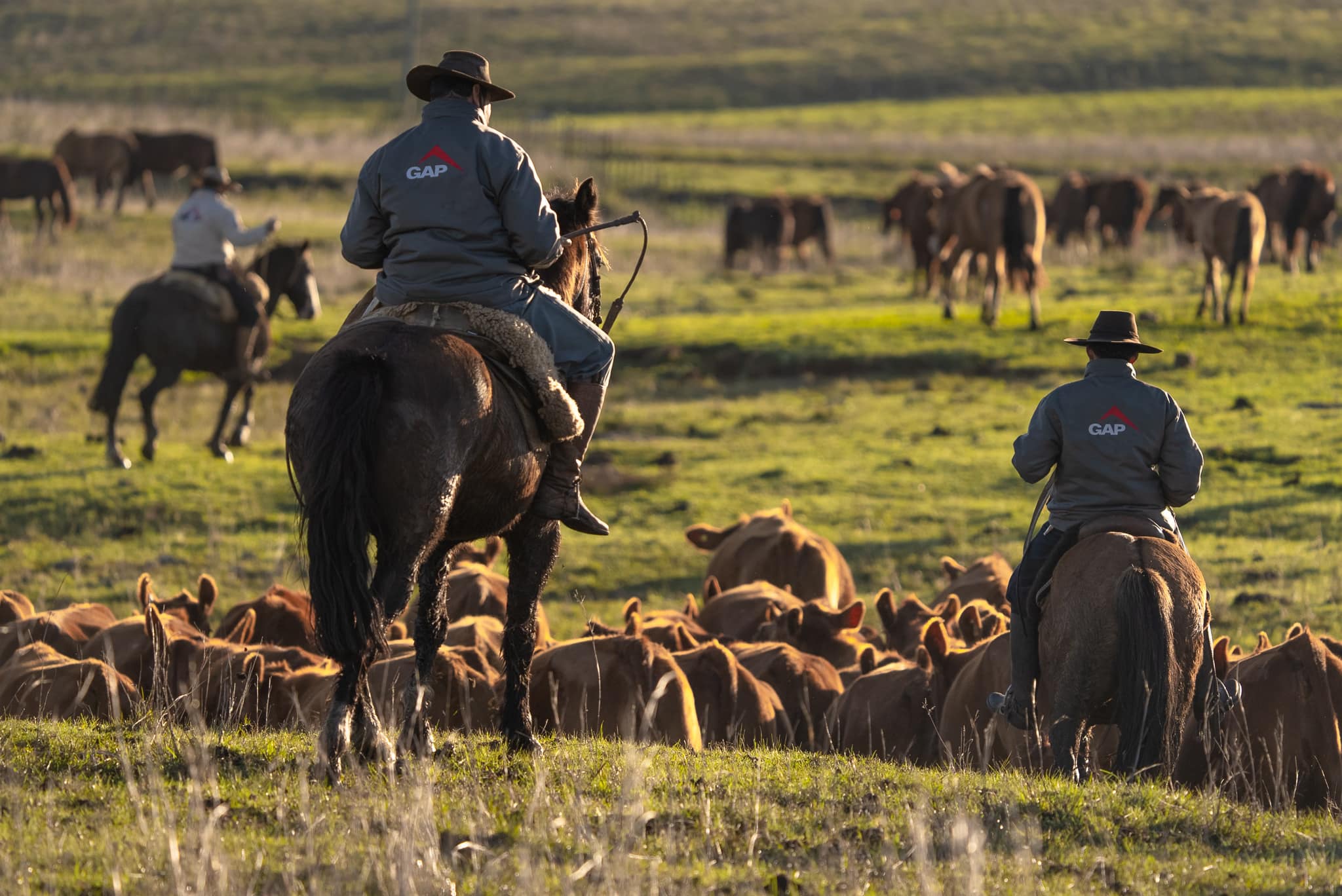 Movimento do trabalho de campo entre cavaleiro e rebanho GAP