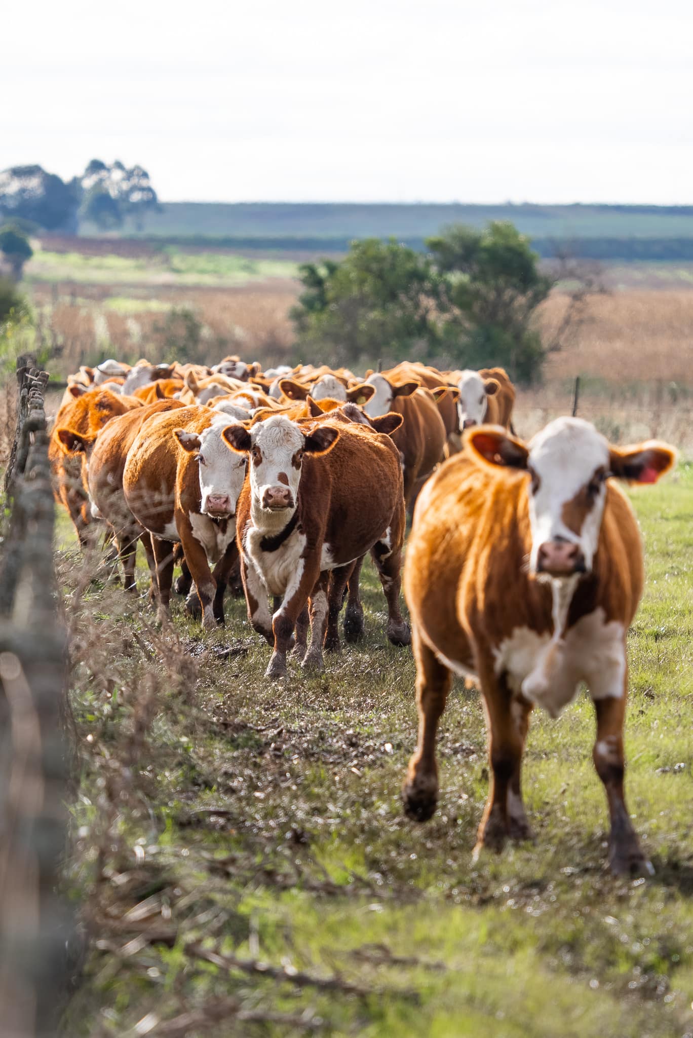 Hereford en el ambiente de campo de GAP