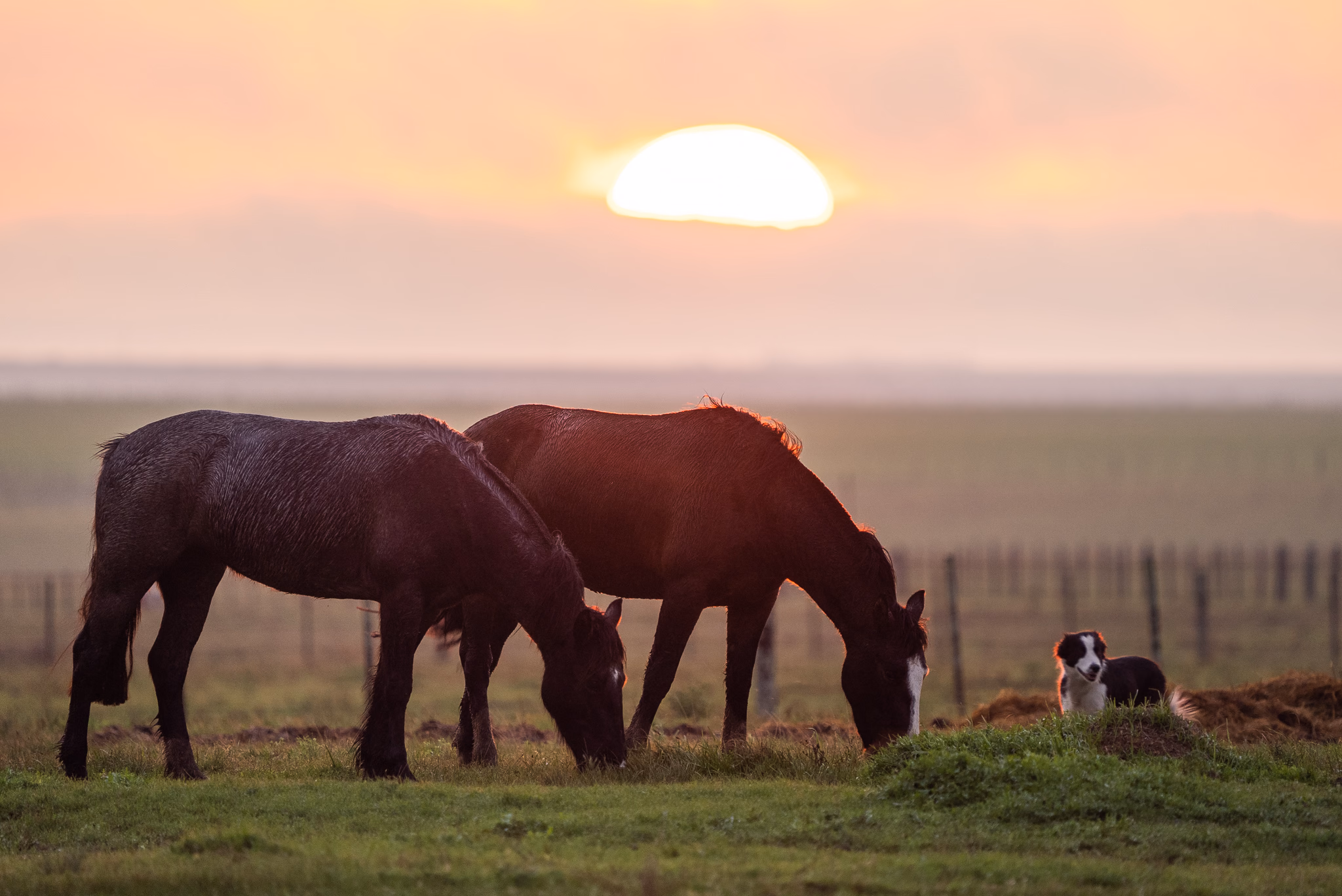 Caballos Criollos de GAP en el campo al atardecer